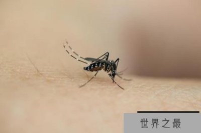 ​世界上最小的蚊子，黑蚊体长仅有1毫米