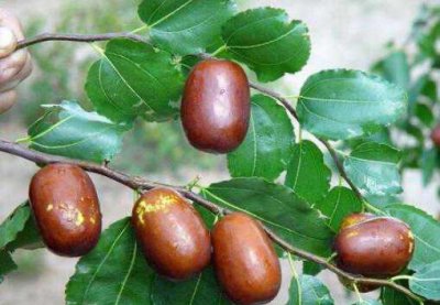 ​壶瓶枣的功效与作用，壶瓶枣怎么吃 壶瓶枣的营养价值