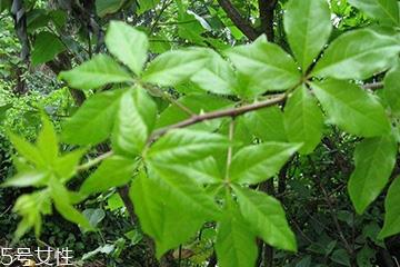 刺五加对肝病有好处吗? 刺五加对肝病有好处吗?