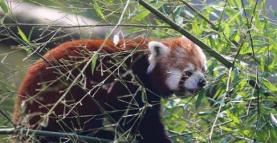 ​世界十大最受欢迎的动物园