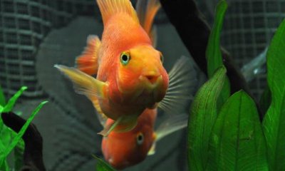 ​血鹦鹉鱼的简介-血鹦鹉鱼的寿命