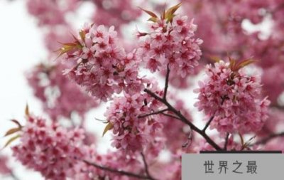 ​世界十大耐旱树木：胡杨第三，冬樱花排首位
