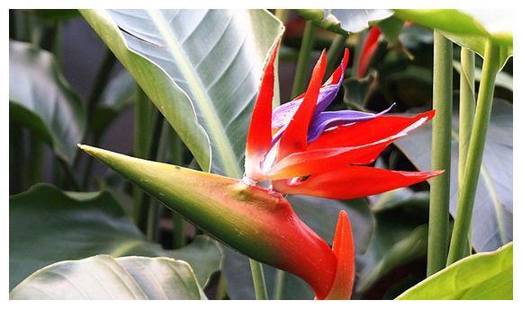 世界上最美的花，像生长在天堂一样的花朵，久久离不开视线！