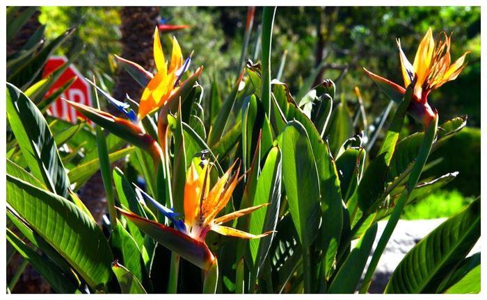 世界上最美的花，像生长在天堂一样的花朵，久久离不开视线！