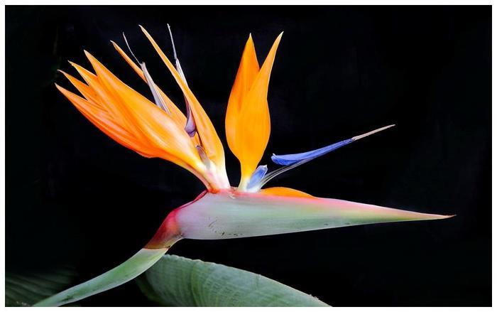 世界上最美的花，像生长在天堂一样的花朵，久久离不开视线！