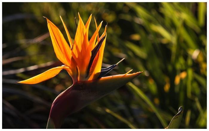 世界上最美的花，像生长在天堂一样的花朵，久久离不开视线！