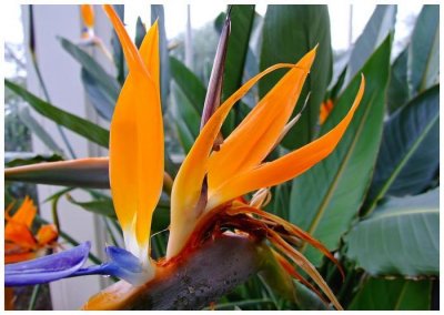 ​世界上最美的花，像生长在天堂一样的花朵，久久离不开视线！