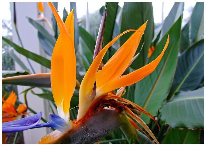 世界上最美的花，像生长在天堂一样的花朵，久久离不开视线！