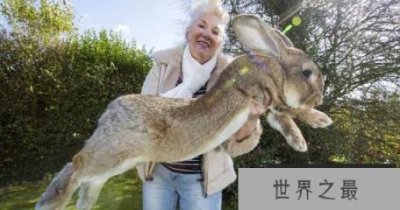 ​世界上最大的兔子大流士兔子重45斤
