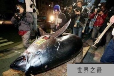 ​世界上最大的金枪鱼：重834斤的巨大尾鱼（日本胜浦鱼港捕获）