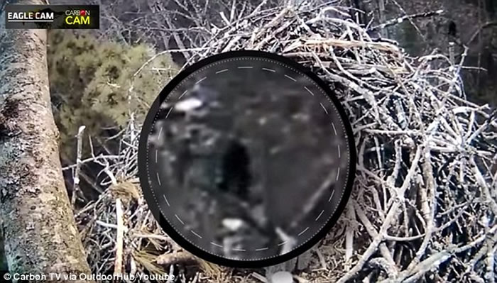 美国鸟类学家在密歇根州拍到类似雪人(大脚怪)的不明生物