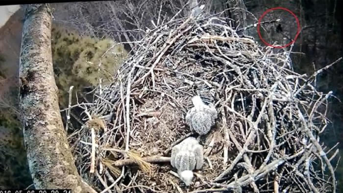 美国鸟类学家在密歇根州拍到类似雪人(大脚怪)的不明生物