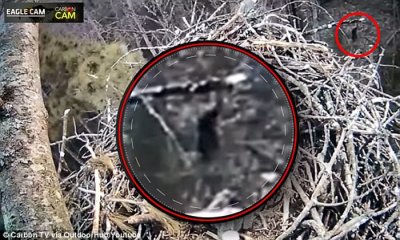 ​美国鸟类学家在密歇根州拍到类似雪人（大脚怪）的不明生物