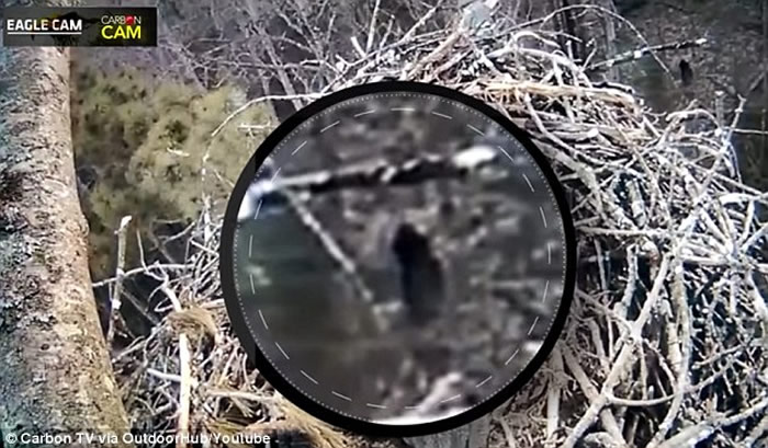 美国鸟类学家在密歇根州拍到类似雪人(大脚怪)的不明生物