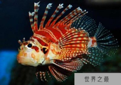 ​世界上最顽强的动物，狮子鱼竟在海底8178米