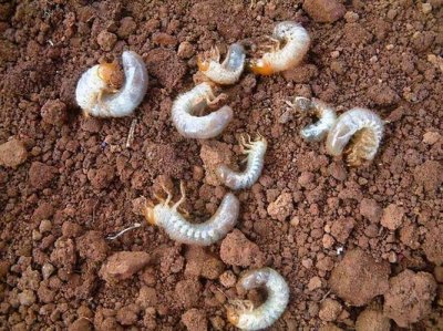 ​五种常见的地下害虫（这几种常见的居家害虫）