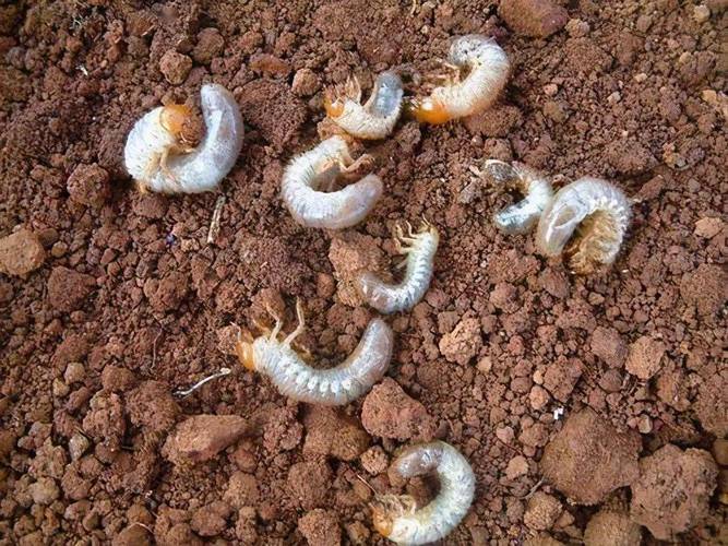 五种常见的地下害虫(这几种常见的居家害虫)