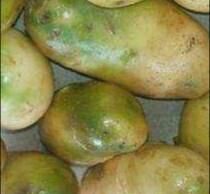 新鲜土豆为什么会变绿，为什么土豆放了几天表皮就变绿？图3