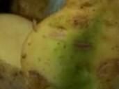 新鲜土豆为什么会变绿，为什么土豆放了几天表皮就变绿？图4