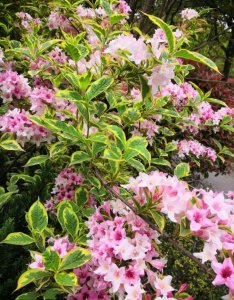 ​锦带花一年开几次花花期多久（适合种植花叶锦带的地方）