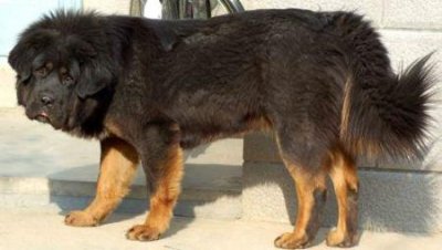 ​一条狗最多能活几年，一只狗狗最多能活多少年