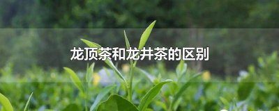 ​龙顶茶与龙井有何区别和功效 龙顶茶与龙井有何区别与功效