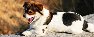 ​蝴蝶犬吃什么狗粮好消化，蝴蝶犬适合吃什么狗粮