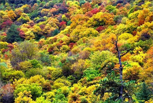 四川旅游十大最美景点(四川最美的13个地方)(21)