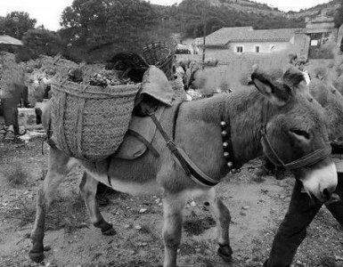 ​莱阳“地瓜味”歇后语背后的有趣故事