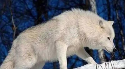 ​狼的战斗力十大排名：灰狼上榜，极地狼夺冠