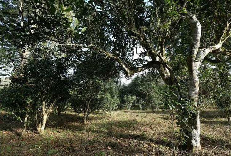 普洱黑茶与红茶的区别(普洱茶是红茶还是黑茶)