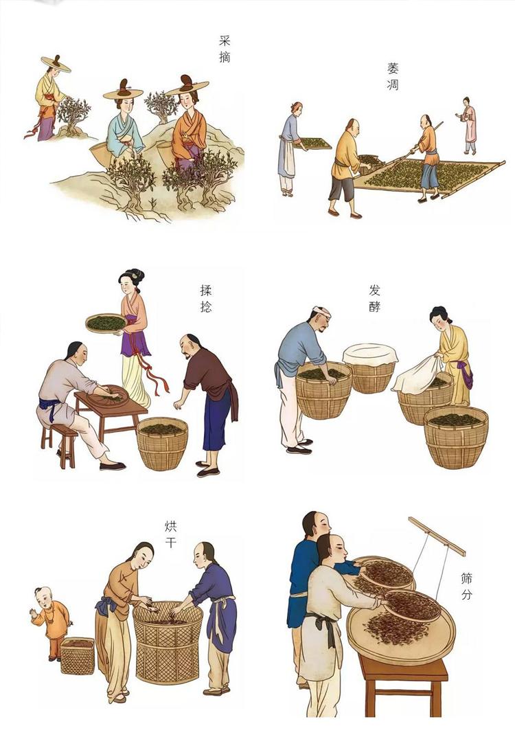 普洱黑茶与红茶的区别(普洱茶是红茶还是黑茶)