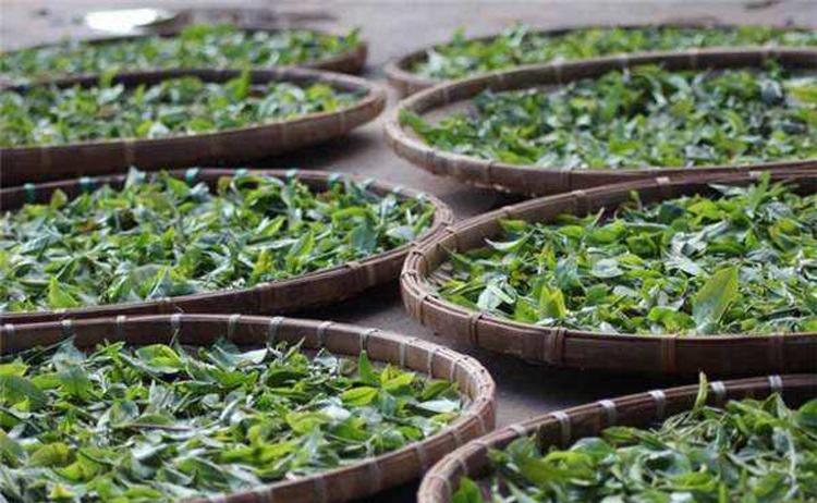 普洱黑茶与红茶的区别(普洱茶是红茶还是黑茶)