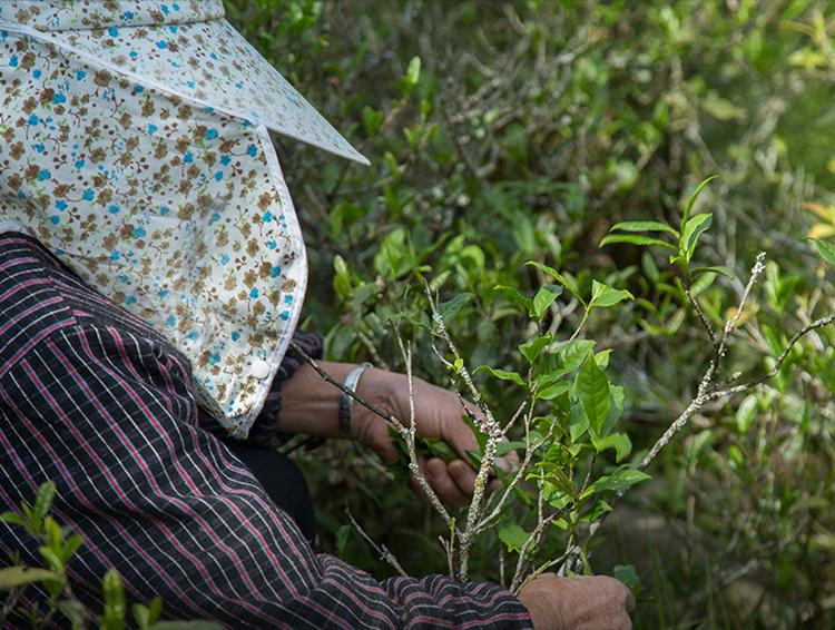 普洱黑茶与红茶的区别(普洱茶是红茶还是黑茶)