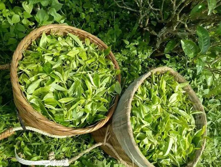 普洱黑茶与红茶的区别(普洱茶是红茶还是黑茶)