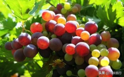 ​波斯图红酒哪里的好？波斯图案