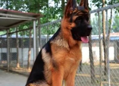 ​新买的小狗怎么养？？刚买回来小狗怎么养？