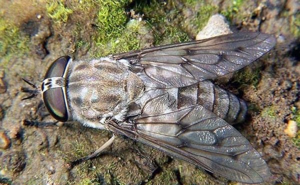 网络图片(侵删)