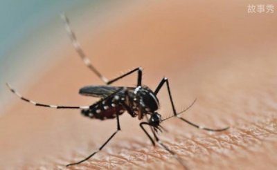 ​中国十大毒虫排行榜 十大毒虫王（第一是蚊子）