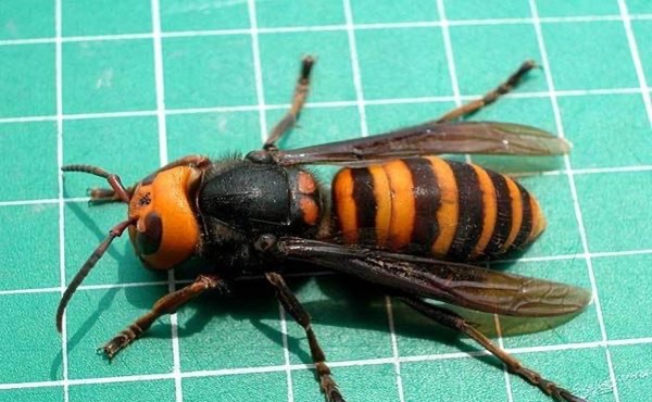 网络图片(侵删)