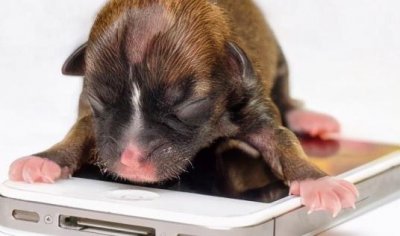 ​十大最小的狗排名（最漂亮的小型犬排行榜）