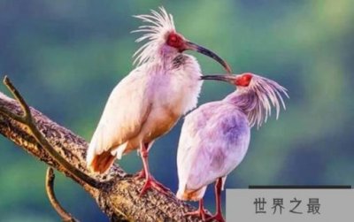 ​中国十大珍惜鸟类排行，祥瑞之鸟朱鹮排名第一