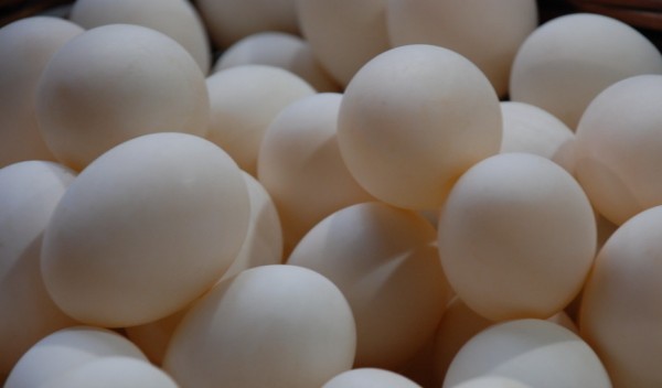 怎样看鸡蛋是否受过精,如何分辨鸡蛋是不是受过精的详细点图9