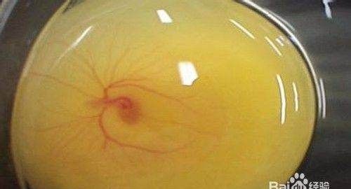怎样看鸡蛋是否受过精,如何分辨鸡蛋是不是受过精的详细点图8