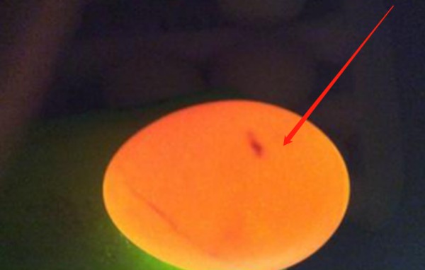 怎样看鸡蛋是否受过精,如何分辨鸡蛋是不是受过精的详细点图10