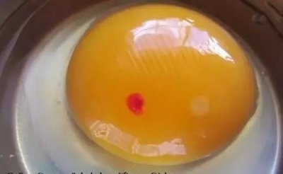 ​怎样看鸡蛋是否受过精,如何分辨鸡蛋是不是受过精的详细点