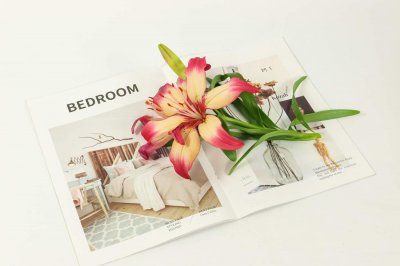 ​水仙百合的养殖方法和注意事项