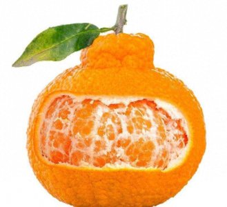 ​水果小百科：不知火为什么叫不知火