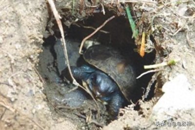 ​乌龟冬眠需要准备什么？