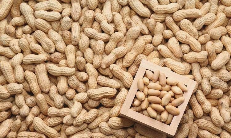 花生的功效和作用